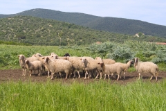 pecore2