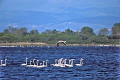 fenicotteri-animali-laguna-orbetello-patanella