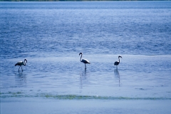 orbetello-animali-patanella-fenicotteri-laguna