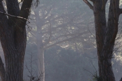 foto-g-anselmi-img_0280