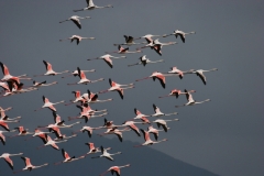 foto-g-anselmi-img_0389