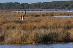 foto-g-anselmi-img_1150