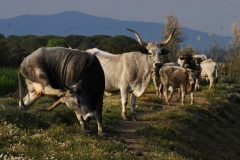 foto-g-anselmi-img_2465