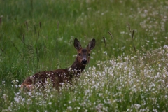 foto-g-anselmi-img_2695