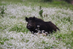 foto-g-anselmi-img_2704