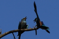 foto-g-anselmi-img_3085-croptif