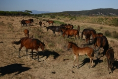 foto-g-anselmi-img_4358