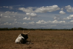 foto-g-anselmi-toro-maremmano