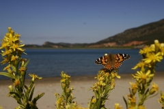 foto-g-anselmi-vanessa-del-cardo-cala-di-forno