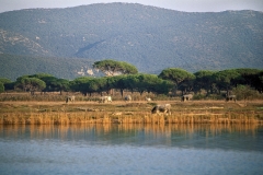 parco-bocca-ombrone-mare-vacche-pineta