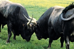 parco-tori-animali-87