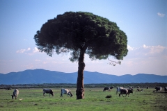 parco-vacche-animali-pino