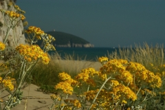 prm-alberese-spiaggia-di-collelungo-dsc_3910