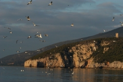 prm-talamonefrontone-di-cala-di-fornodsc_0728