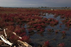 salicornieti-bocca-dombrone