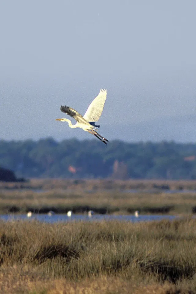 Un airone che si alza in volo con lo sfondo del parco della Maremma Toscana. Birdwatching con punto di partenza dal nostro Agriturismo 
