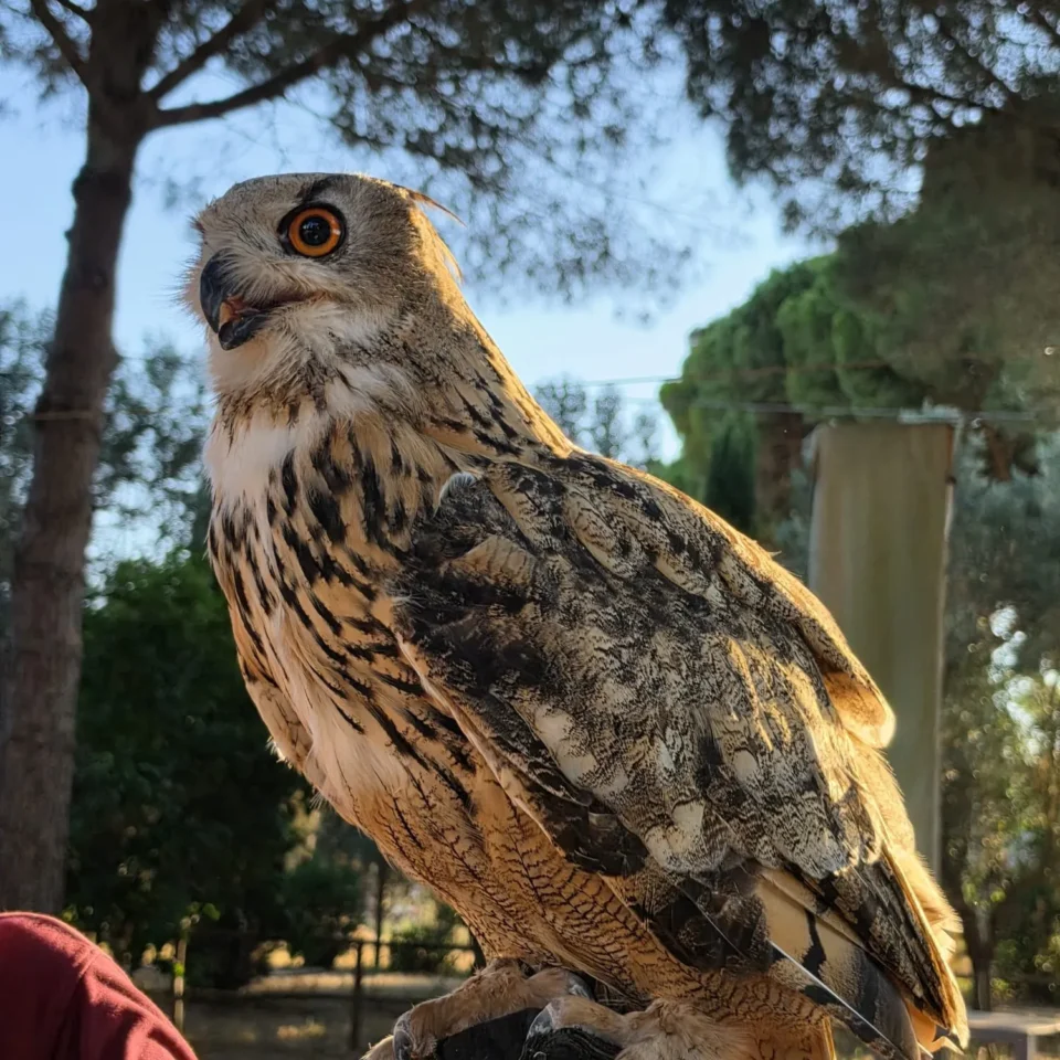 Pulledraia gufo parco della maremma