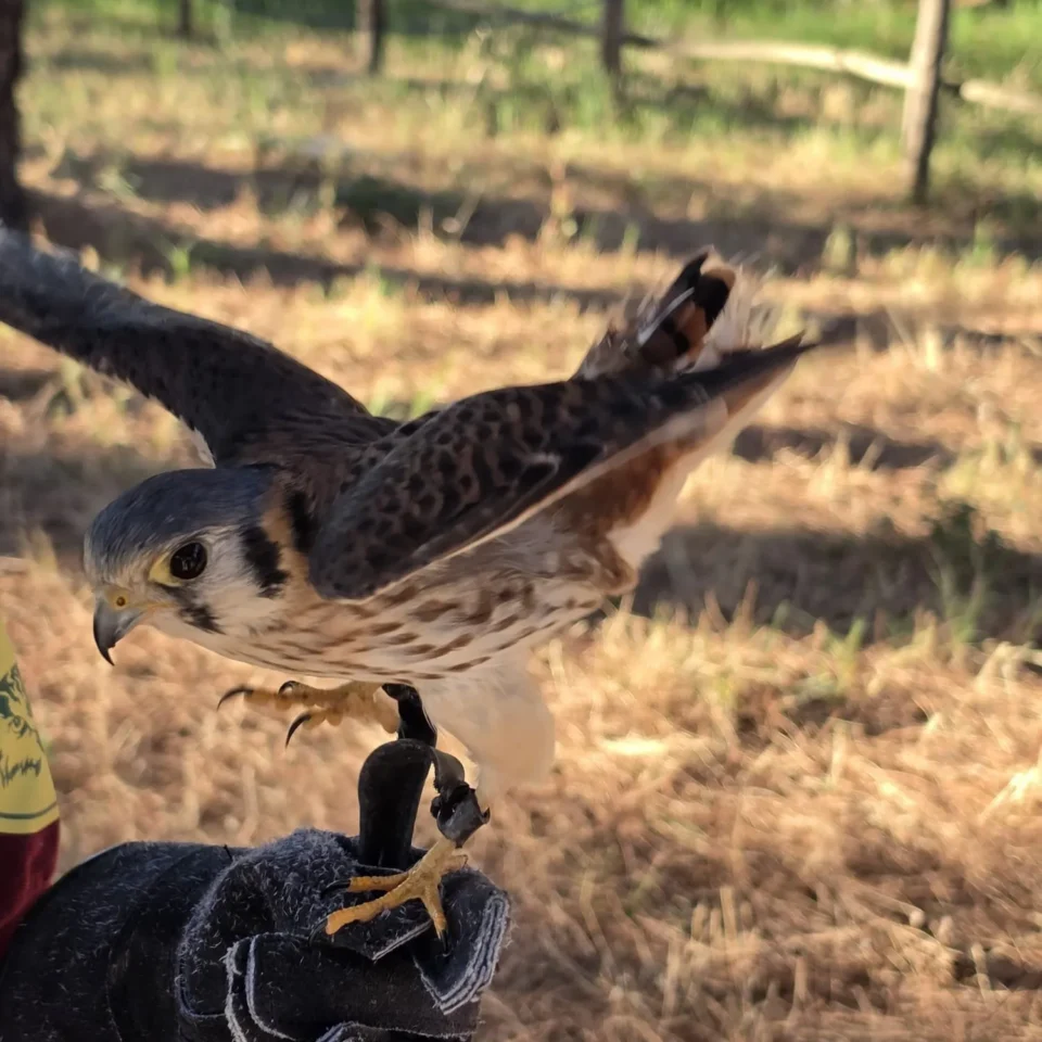 Pulledraia uccello in volo parco della maremma