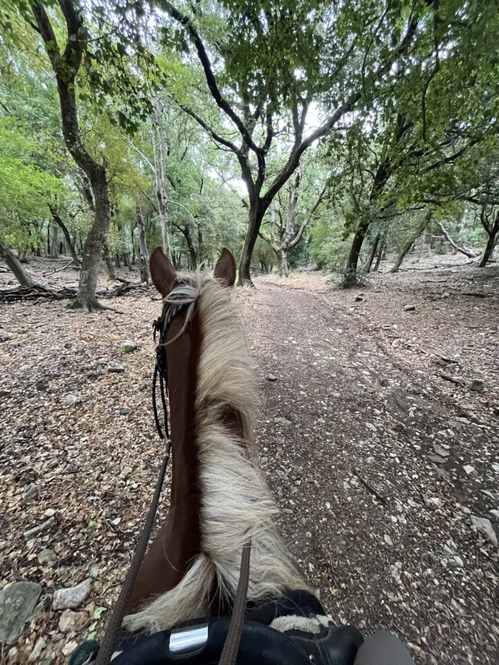 Vista dalla sella tra le orecchie del cavallo lungo un sentiero nel bosco