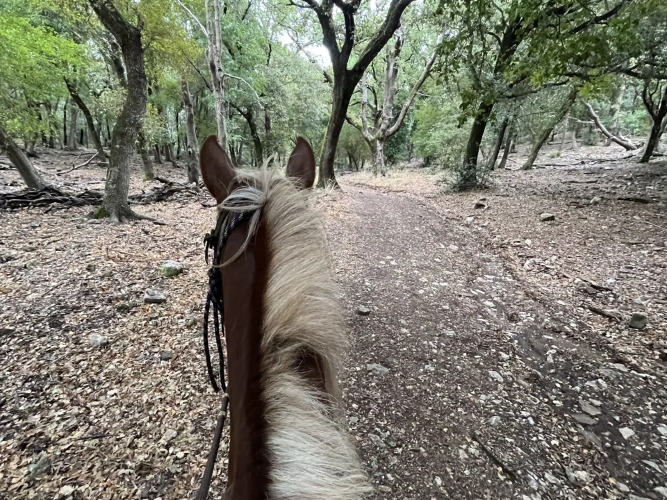 Vista dalla sella tra le orecchie del cavallo lungo un sentiero nel bosco